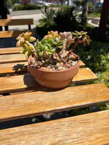 Liquid Bean Cafe